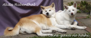 Banner zum Mitnehmen