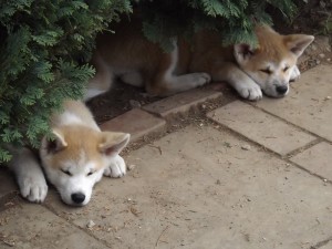 eine kleine Siesta