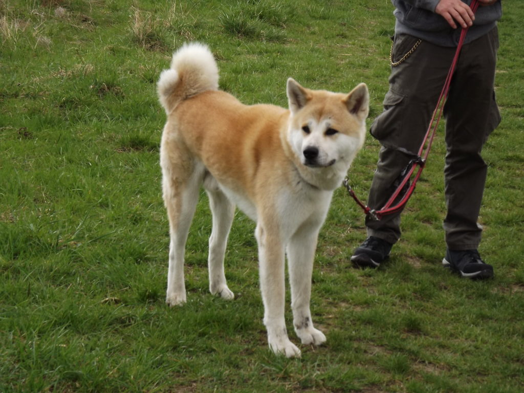 Nanuk in voller Größe