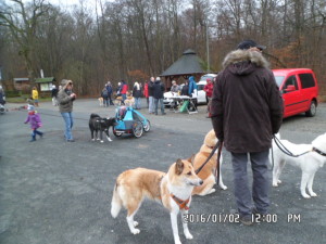 Akita Spaziergang in Helmstedt